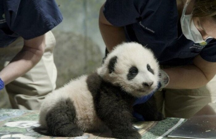  (Foto: Handout / Smithsonian's National Zoo / AFP)