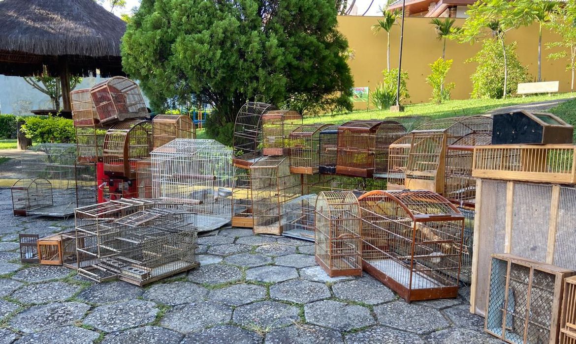 (Foto: Polícia Federal / Divulgação) (Foto: Polícia Federal / Divulgação)