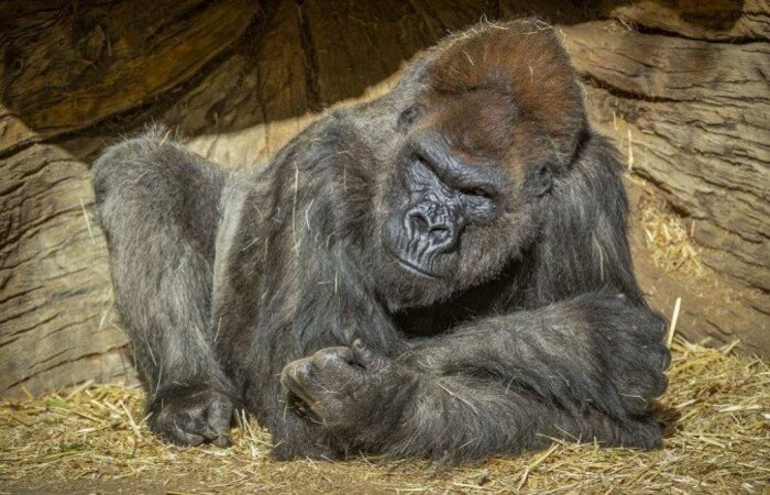  (Foto: Ken Bohn / San Diego Zoo Global / AFP)