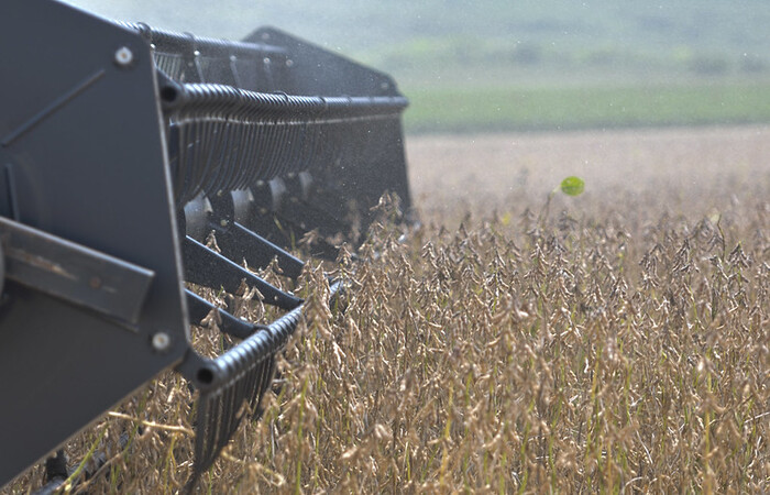 (Área de cultivo da soja aumentou 3,6%. Foto: Gabriel Jabur/Agência Brasília) (Área de cultivo da soja aumentou 3,6%. Foto: Gabriel Jabur/Agência Brasília)