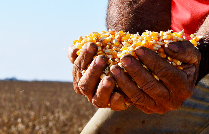 Programa faz a entrega de sementes de milho e de sorgo no período de chuva. (Foto: Divulgação) Programa faz a entrega de sementes de milho e de sorgo no período de chuva. (Foto: Divulgação)