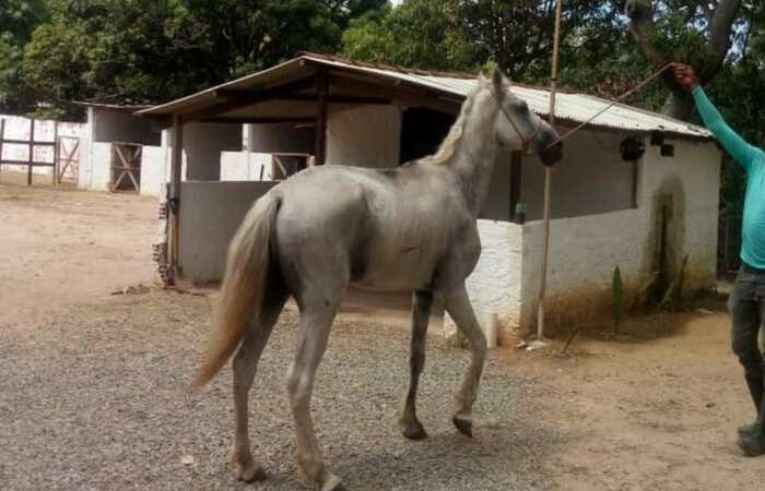 De cavalos comendo lixo na rua a esgoto estourado: moradores de Olinda  convivem com descaso