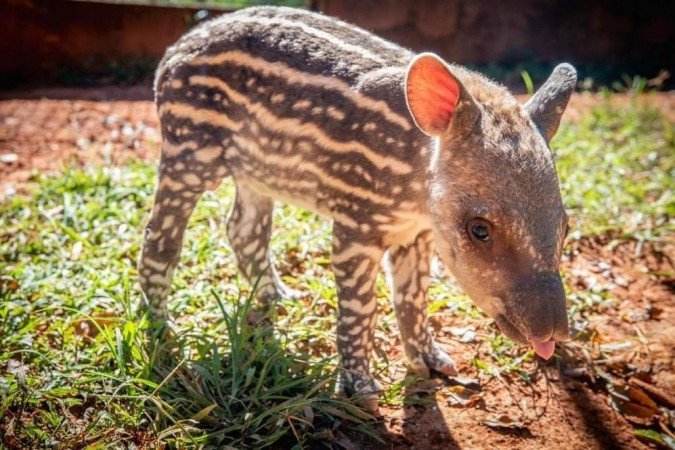 (Foto: Thais Miranda / Zoológico de Brasília / Divulgação) (Foto: Thais Miranda / Zoológico de Brasília / Divulgação)
