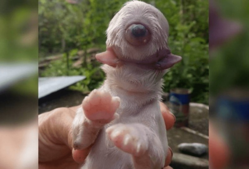 (Filhote, batizado de Ciclope, nasceu em ninhada de seis cães, mas teve dificuldades para se alimentar e até para respirar. Foto: Reprodução/Facebook) (Filhote, batizado de Ciclope, nasceu em ninhada de seis cães, mas teve dificuldades para se alimentar e até para respirar. Foto: Reprodução/Facebook)