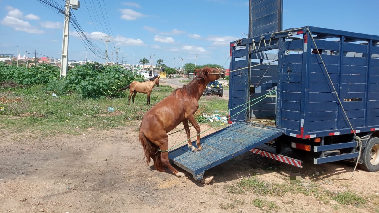 PRF e Prefeitura de Carpina recolhem 13 cavalos em rodovias do
