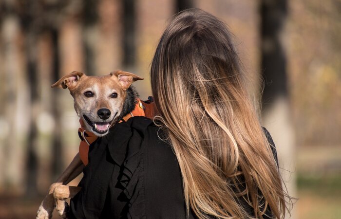Evento terá 36 estandes com foco em alimentação, cuidados e diversos serviços veterinários voltados para cães e gatos. (Foto: Rebeccas Pictures/Pixabay) Evento terá 36 estandes com foco em alimentação, cuidados e diversos serviços veterinários voltados para cães e gatos. (Foto: Rebeccas Pictures/Pixabay)