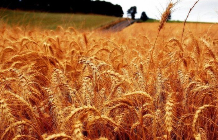 A seca e as ondas de calor tiveram consequências mais graves durante o período mais recente para os diferentes tipos de culturas (Crédito: Picasa) A seca e as ondas de calor tiveram consequências mais graves durante o período mais recente para os diferentes tipos de culturas (Crédito: Picasa)