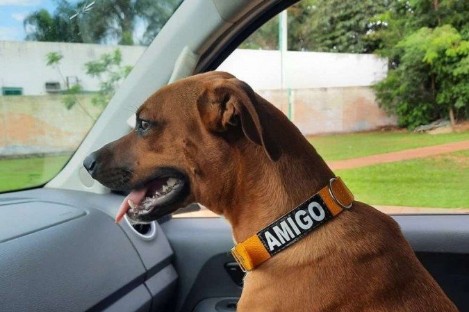 (Equipe do hospital cuidou do animal, mas não conseguiu devolvê-lo à família do paciente falecido. Foto: Reprodução/Instagram) (Equipe do hospital cuidou do animal, mas não conseguiu devolvê-lo à família do paciente falecido. Foto: Reprodução/Instagram)