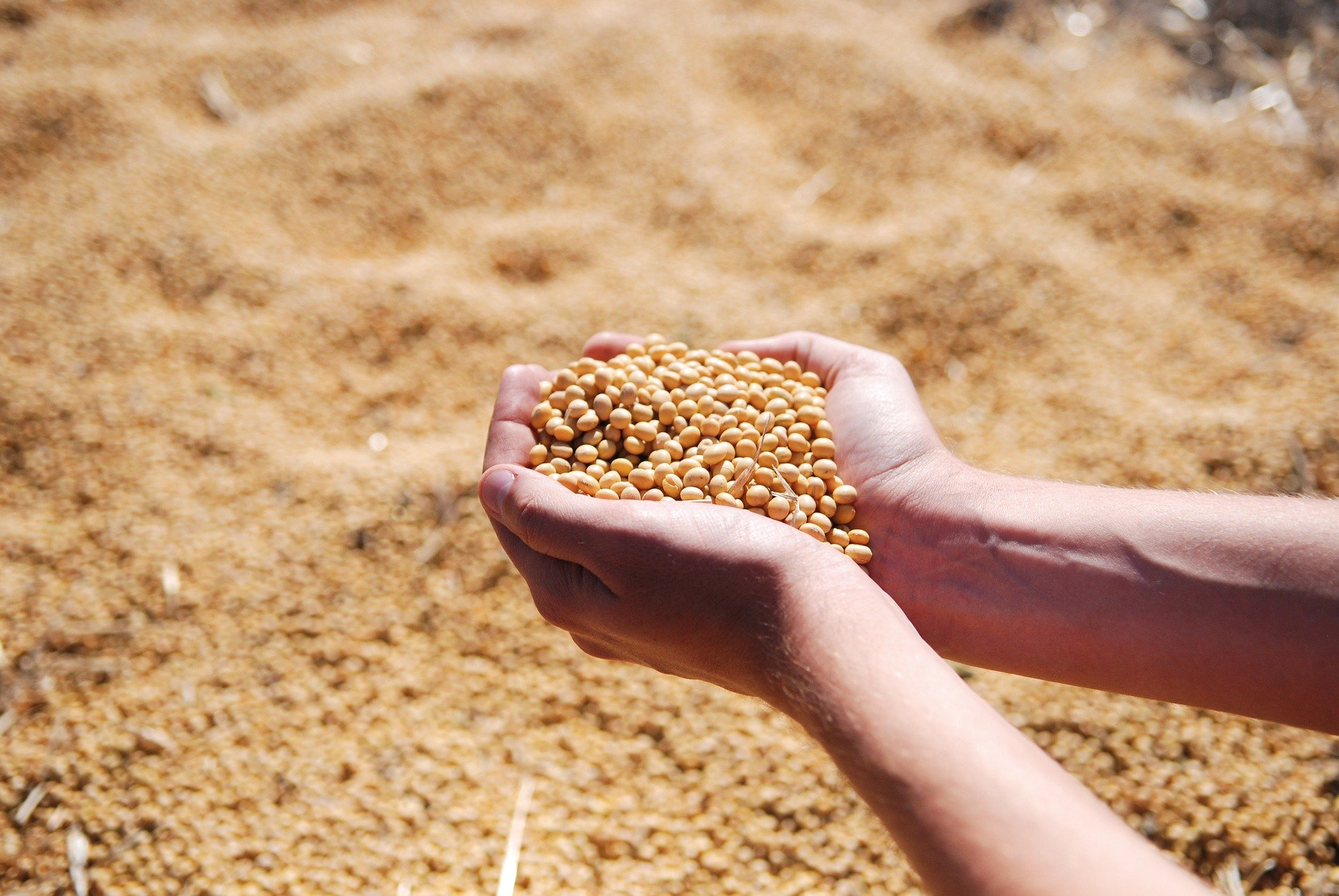 (Soja e milho respondem pela grande maioria da produção anual. Foto: Reprodução/Pixabay
) (Soja e milho respondem pela grande maioria da produção anual. Foto: Reprodução/Pixabay
)