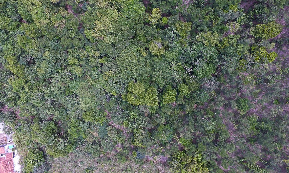 (É o que revela pesquisa referente a 2017 divulgada hoje pelo IBGE. Foto: Divulgação/PlantVerd
) (É o que revela pesquisa referente a 2017 divulgada hoje pelo IBGE. Foto: Divulgação/PlantVerd
)