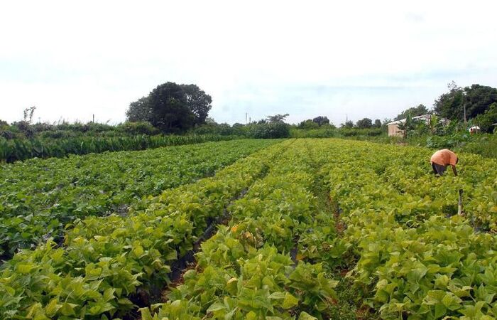 Benefício é de R$ 850, em parcela única
(Elza Fiúza/Agência Brasil) Benefício é de R$ 850, em parcela única
(Elza Fiúza/Agência Brasil)