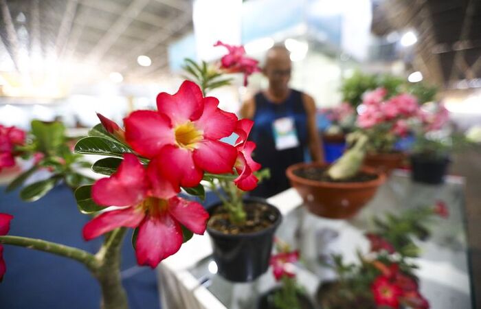 Pandemia e isolamento aumentam procura por cultivo de plantas em casa