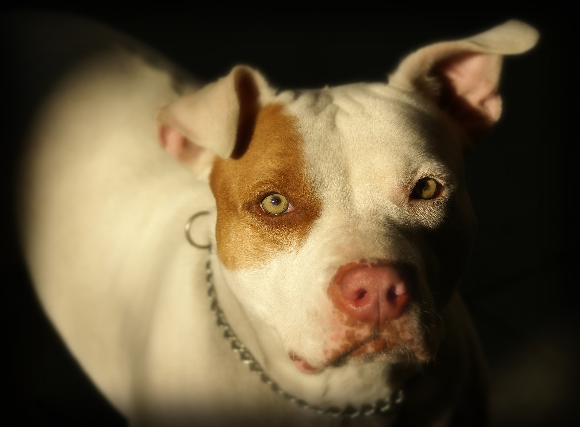  (O cachorro foi encaminhado para exames e testes e, mesmo morto, testemunhas queriam estrangul-lo. Foto: Reproduo/Pixabay)