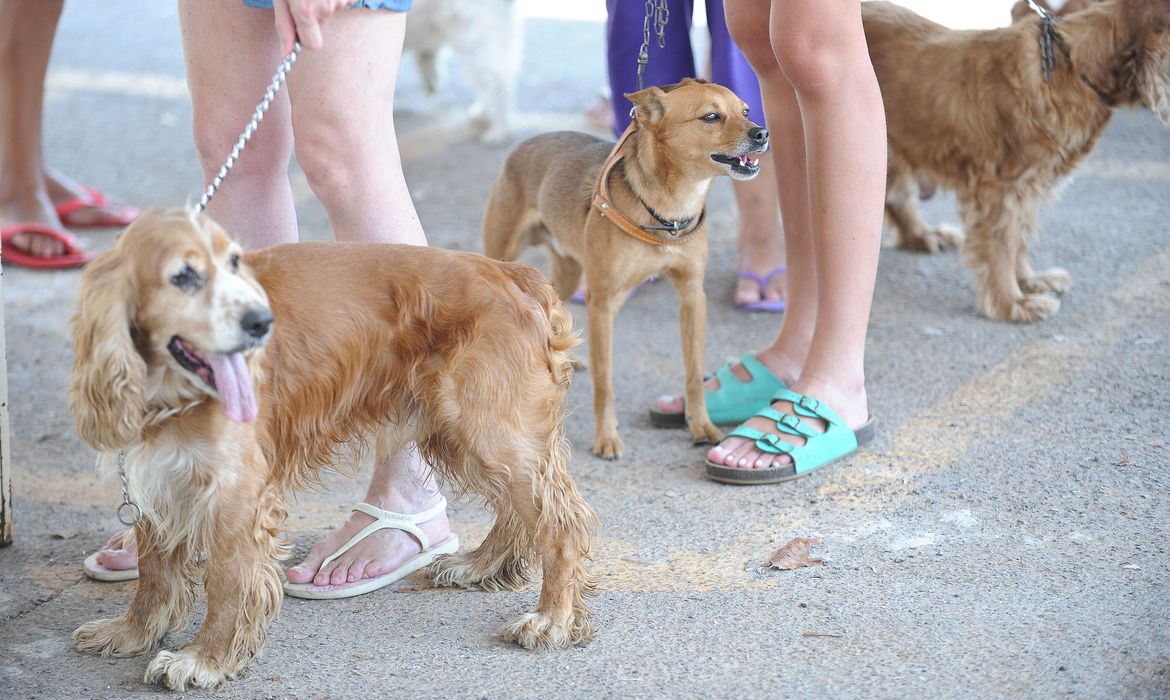 (Estudo da Fiocruz avalia contaminação de cães e gatos pelo SARS-CoV-2. Foto: Fabio Rodrigues Pozzebom/Agência Brasil) (Estudo da Fiocruz avalia contaminação de cães e gatos pelo SARS-CoV-2. Foto: Fabio Rodrigues Pozzebom/Agência Brasil)