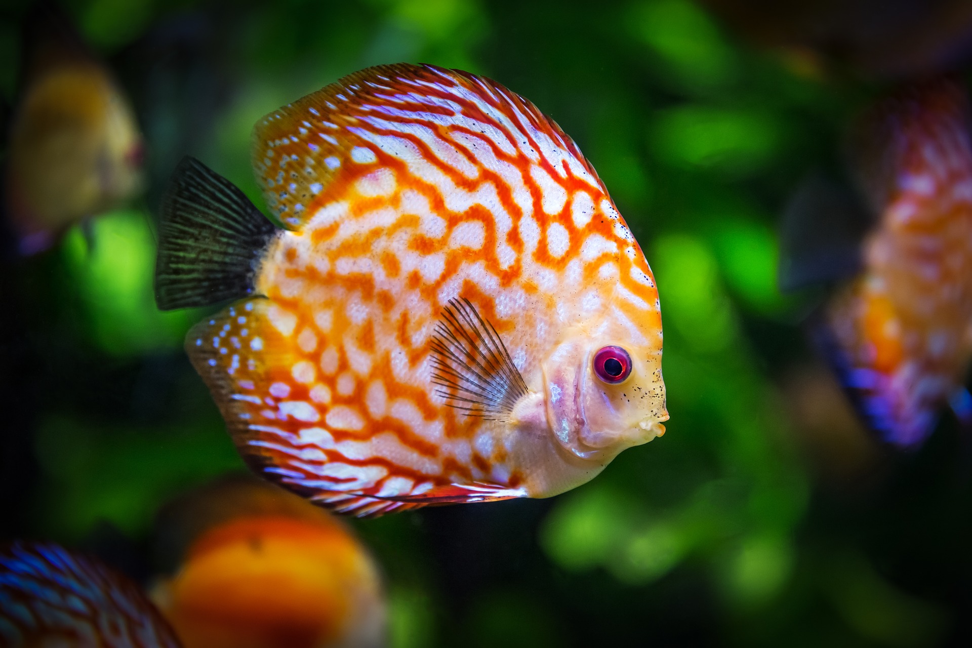 (Foram cumpridos mandados de busca em Maryland, Estados Unidos. Foto: Reprodução/Pixabay) (Foram cumpridos mandados de busca em Maryland, Estados Unidos. Foto: Reprodução/Pixabay)