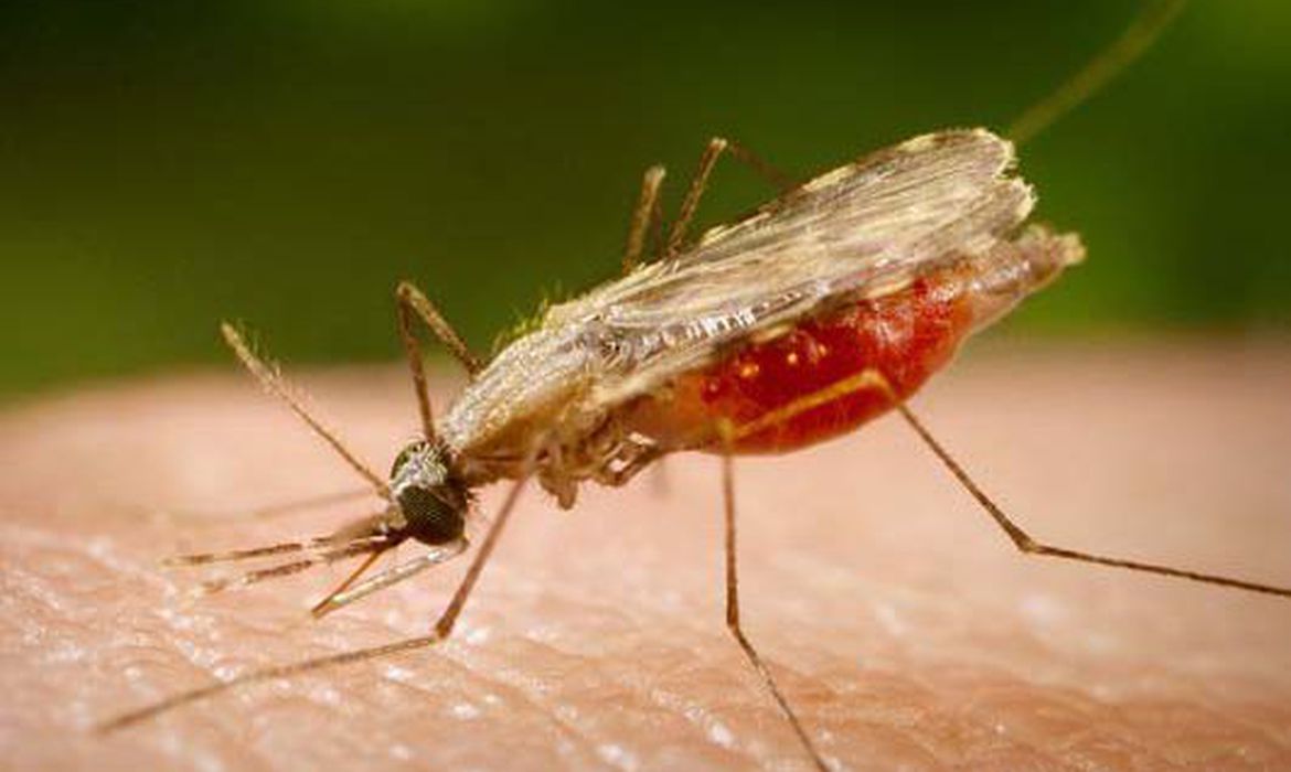 (Foto: Portal Biologia/Divulgação) (Foto: Portal Biologia/Divulgação)