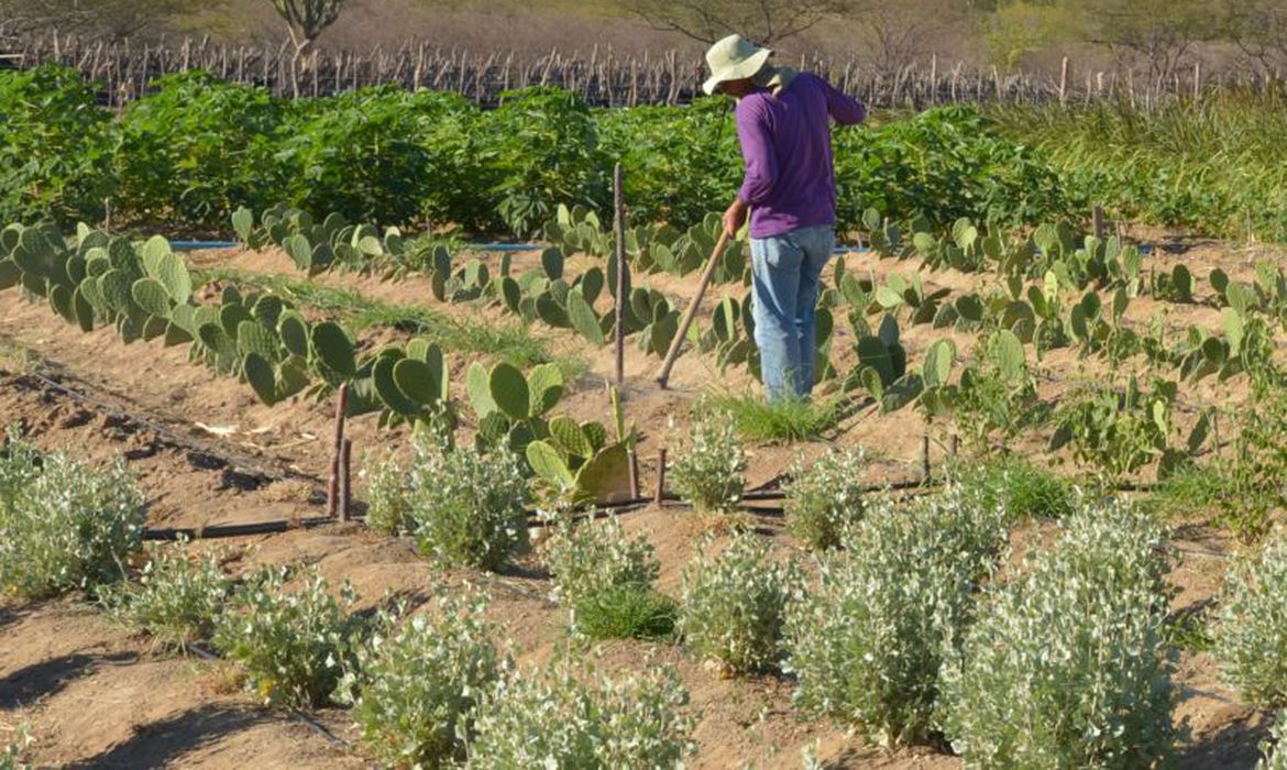  (Produto pode ajudar na agricultura no semiárido. Foto: Arquivo/Agência Brasil)