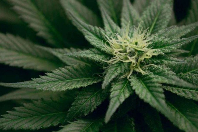 (As pesquisas podem ajudar a baratear o custo dos medicamentos à base de cannabis. Foto: Esteban Lopez/Divulgação) (As pesquisas podem ajudar a baratear o custo dos medicamentos à base de cannabis. Foto: Esteban Lopez/Divulgação)