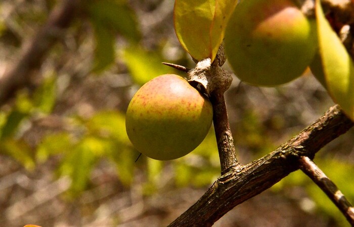 Ameixa-da-caatinga (Ximenia americana) (Foto: Roberto Guerra/Flickr)