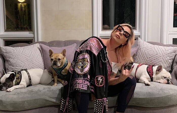 Os cães foram roubados e devolvidos em fevereiro, mas os suspeitos ainda não haviam sido descobertos (Foto: Instagram/Reprodução) Os cães foram roubados e devolvidos em fevereiro, mas os suspeitos ainda não haviam sido descobertos (Foto: Instagram/Reprodução)