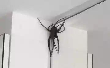 (Aranhas encontradas na Região do Buritis têm picada dolorosa. Foto: Reprodução/Facebook) (Aranhas encontradas na Região do Buritis têm picada dolorosa. Foto: Reprodução/Facebook)