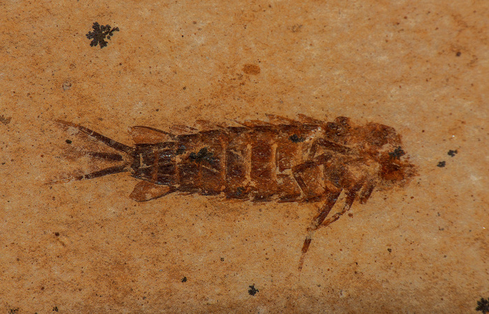 Larva de efêmera do grupo Hexagenitidae, proveniente da escavação controlada. (Foto: Arquivo/Pesquisadores) Larva de efêmera do grupo Hexagenitidae, proveniente da escavação controlada. (Foto: Arquivo/Pesquisadores)