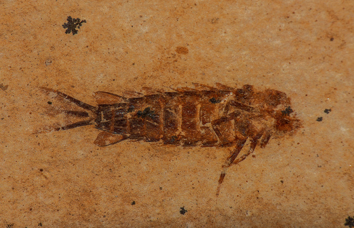 Larva de efmera do grupo Hexagenitidae, proveniente da escavao controlada.  (Foto: Arquivo/Pesquisadores)