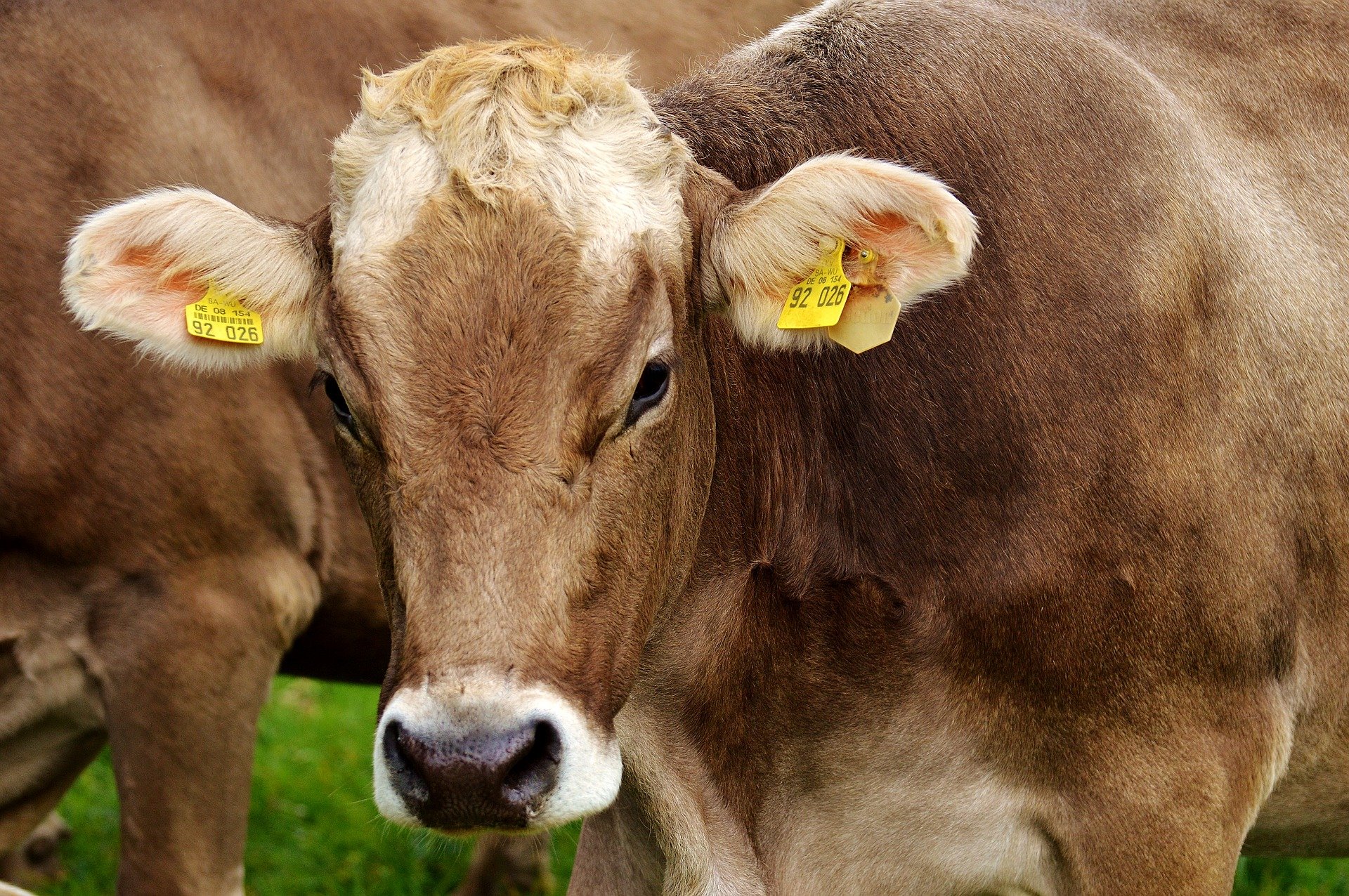 (Paraná foi reconhecido como zona livre de peste suína clássica. Foto: Reprodução/Pixabay
) (Paraná foi reconhecido como zona livre de peste suína clássica. Foto: Reprodução/Pixabay
)