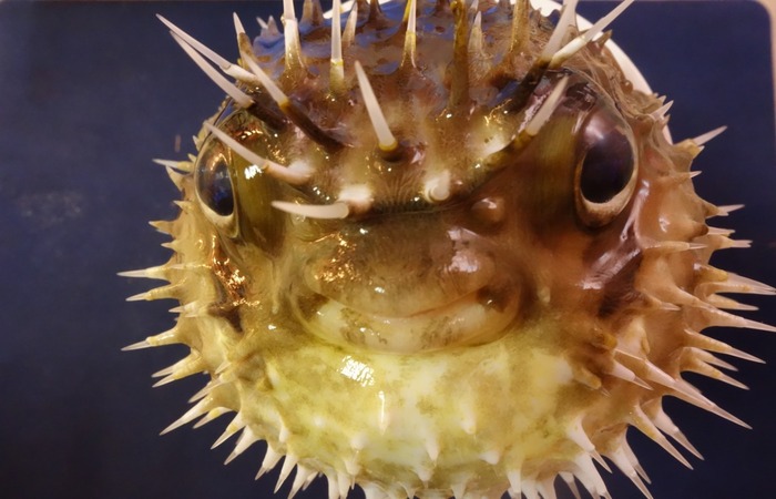 Peixe balão de espinhos (Diodon holocanthus) (Foto: Leandro Nolé/ LMI Tapioca) Peixe balão de espinhos (Diodon holocanthus) (Foto: Leandro Nolé/ LMI Tapioca)