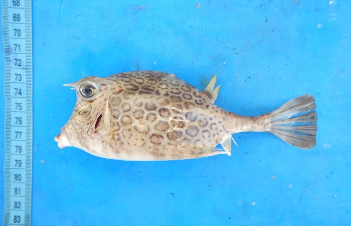 Peixe cofre (Acanthostracion sp.) (Foto: Leandro Nolé/ LMI Tapioca) Peixe cofre (Acanthostracion sp.) (Foto: Leandro Nolé/ LMI Tapioca)