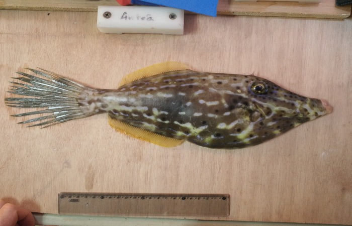Cangulo (Aluterus scriptus) (Foto: Leandro Nolé/ LMI Tapioca) Cangulo (Aluterus scriptus) (Foto: Leandro Nolé/ LMI Tapioca)