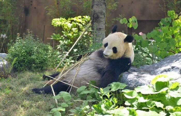 A panda Shin Shin pode estar "grávida". Anúncio fez ações de restaurantes perto do zoológico subirem
(crédito: Handout / TOKYO ZOOLOGICAL PARK SOCIETY / AFP
) A panda Shin Shin pode estar "grávida". Anúncio fez ações de restaurantes perto do zoológico subirem
(crédito: Handout / TOKYO ZOOLOGICAL PARK SOCIETY / AFP
)
