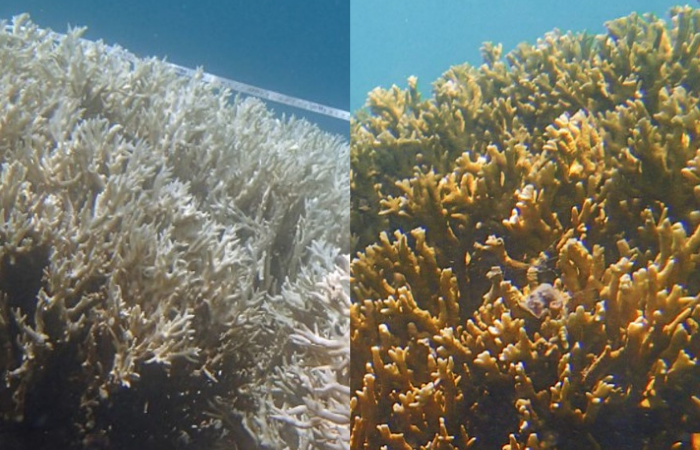 (Foto: Camila Brasil/ Reef Check Brasil) (Foto: Camila Brasil/ Reef Check Brasil)