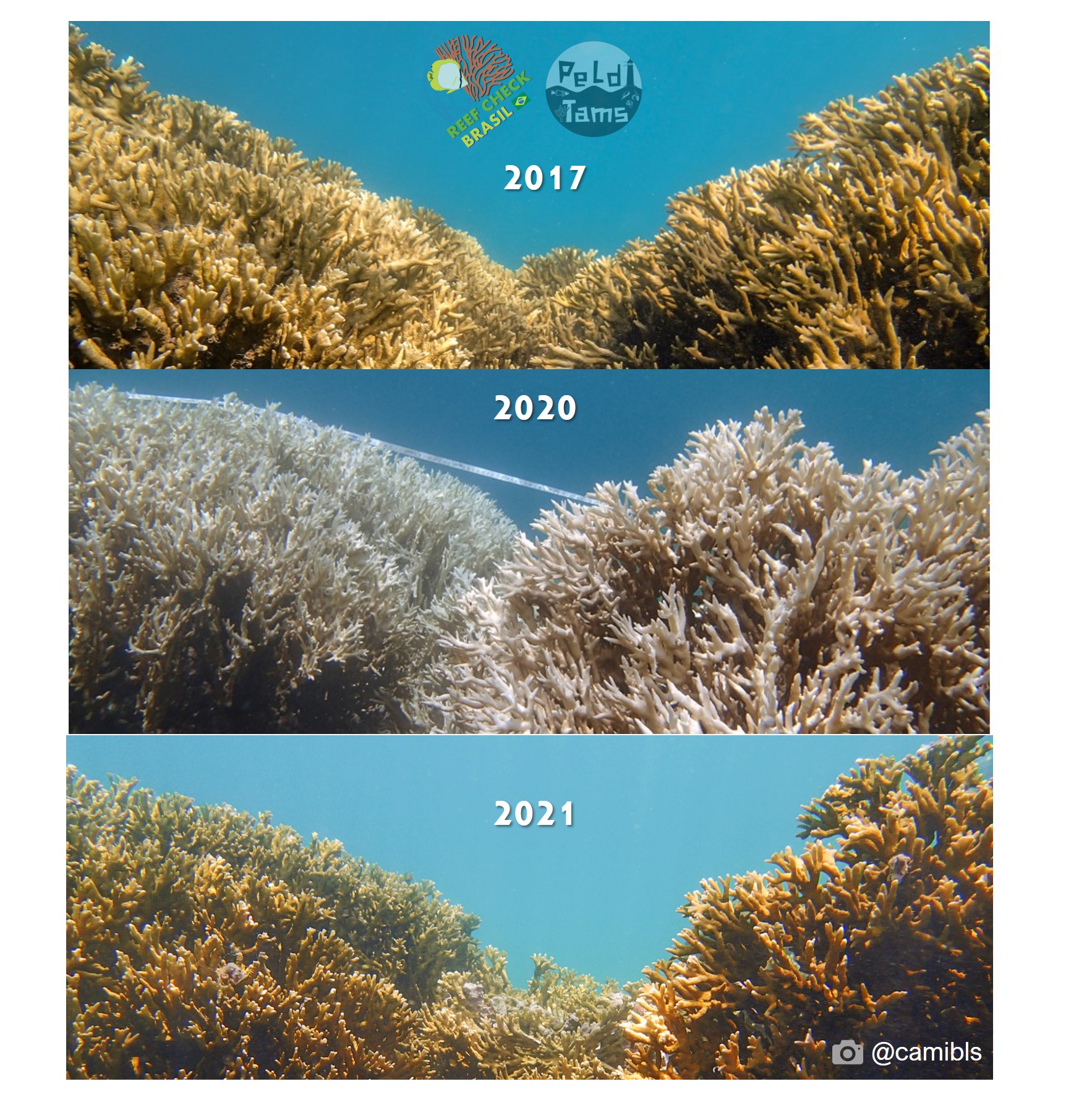 (Foto: Camila Brasil/ Reef Check Brasil) (Foto: Camila Brasil/ Reef Check Brasil)