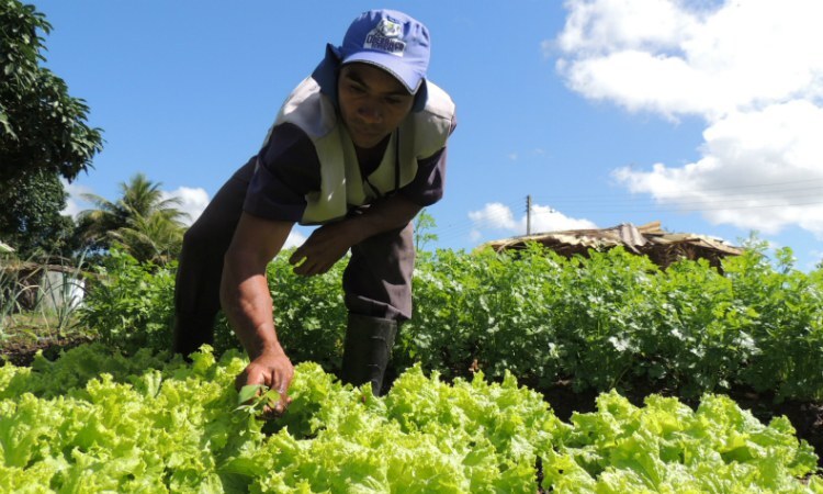Iniciativa se aplica a produtos em estado natural ou resfriados e vai beneficiar mais de 3,2 mil produtores, principalmente na região do São Francisco
(Foto: IFPE/Divulgação) Iniciativa se aplica a produtos em estado natural ou resfriados e vai beneficiar mais de 3,2 mil produtores, principalmente na região do São Francisco
(Foto: IFPE/Divulgação)