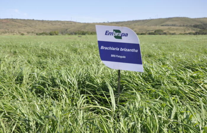 Embrapa: intensificação do sistema produtivo começa pela escolha do capim | DP Agro: Diario de Pernambuco