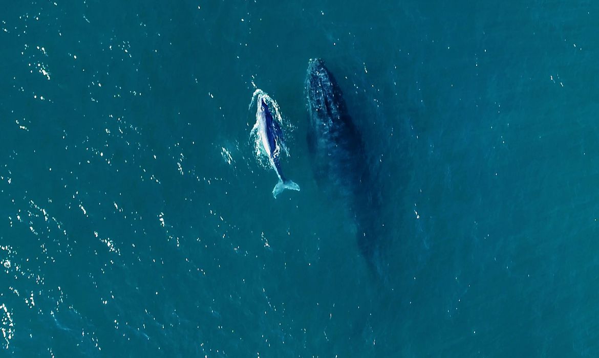 Começa a temporada de baleias no litoral brasileiro | Brasil: Diario de  Pernambuco