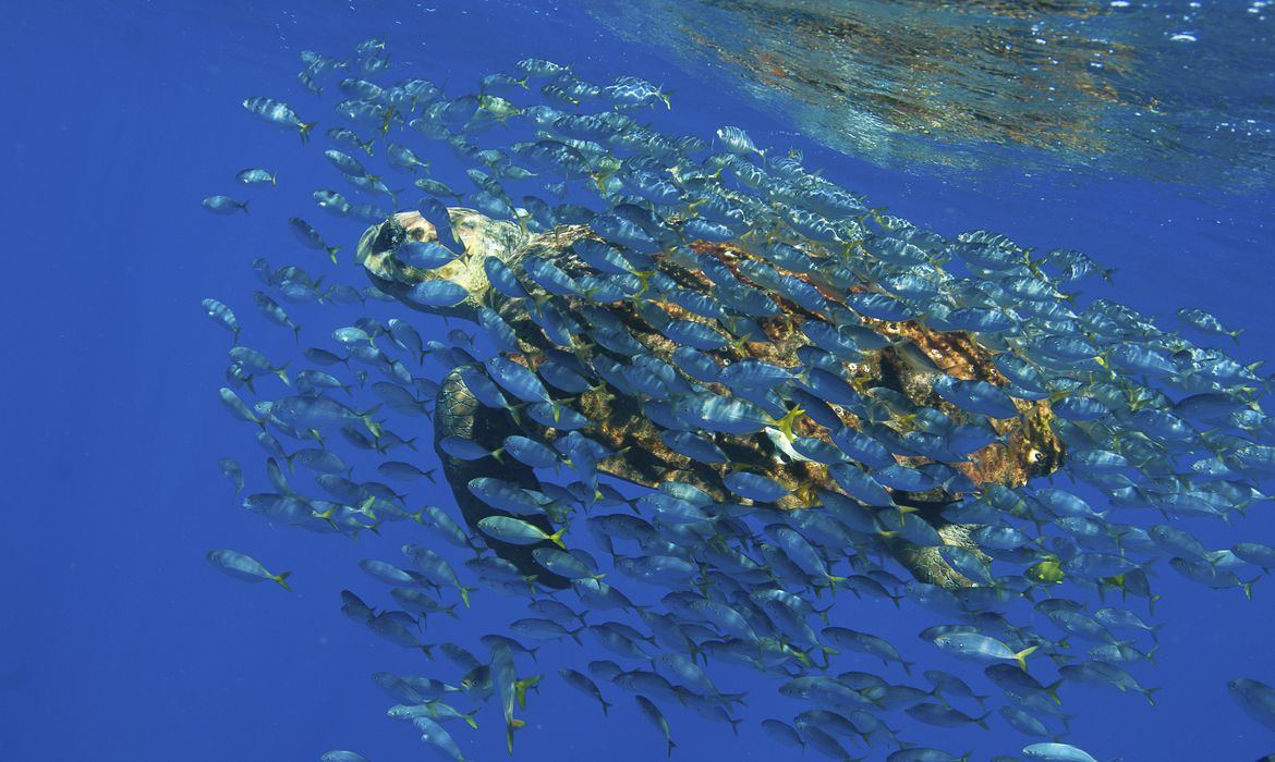 (ABC propõe criação de instituto nacional para pesquisa oceânica. Foto: Divulgação/Projeto Tamar) (ABC propõe criação de instituto nacional para pesquisa oceânica. Foto: Divulgação/Projeto Tamar)