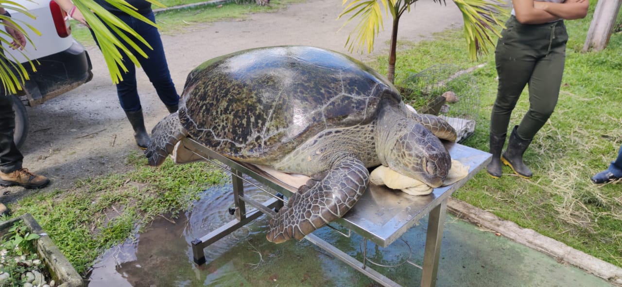 Tartaruga marinha de mais de 200kg é resgatada após ficar encalhada em Itamaracá - Vimarsana News