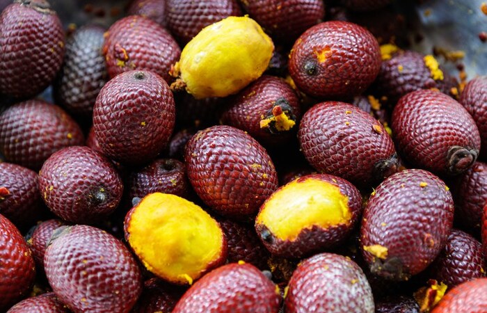 (Buriti é uma das espécies nativas que integram a relação. Foto: iStock/Mapa) (Buriti é uma das espécies nativas que integram a relação. Foto: iStock/Mapa)