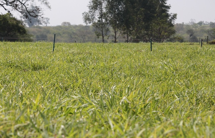 (As forrageiras também contribuem para a manutenção do país na posição de grande produtor e exportador de carne bovina - Foto: Juliana Sussai
) (As forrageiras também contribuem para a manutenção do país na posição de grande produtor e exportador de carne bovina - Foto: Juliana Sussai
)