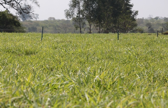  (As forrageiras tambm contribuem para a manuteno do pas na posio de grande produtor e exportador de carne bovina - Foto: Juliana Sussai
)