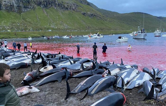 (Foto: Sea Shepherd Faroe Islands Campaign) (Foto: Sea Shepherd Faroe Islands Campaign)