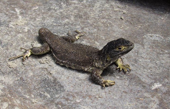 Científicos descubren nuevas especies de lagartijas en el sur de Perú