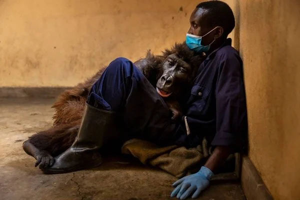 Imagem da morte da gorila nos braços de tratador causou comoção. Ndakasi deu o último suspiro ao lado do amigo que a resgatou quando filhote (Foto: Divulgação/Brent Stirton) Imagem da morte da gorila nos braços de tratador causou comoção. Ndakasi deu o último suspiro ao lado do amigo que a resgatou quando filhote (Foto: Divulgação/Brent Stirton)