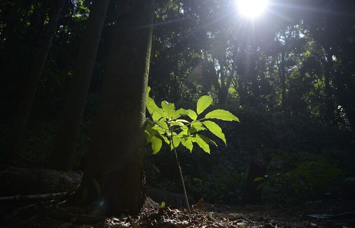  (Foto: Tnia Rgo/Agncia Brasil)