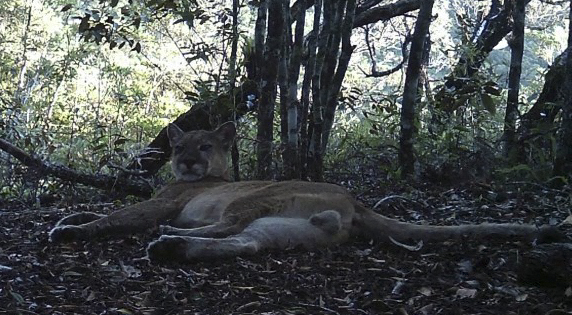  (Foto: Brazil's State Environmental Institute / AFP
)