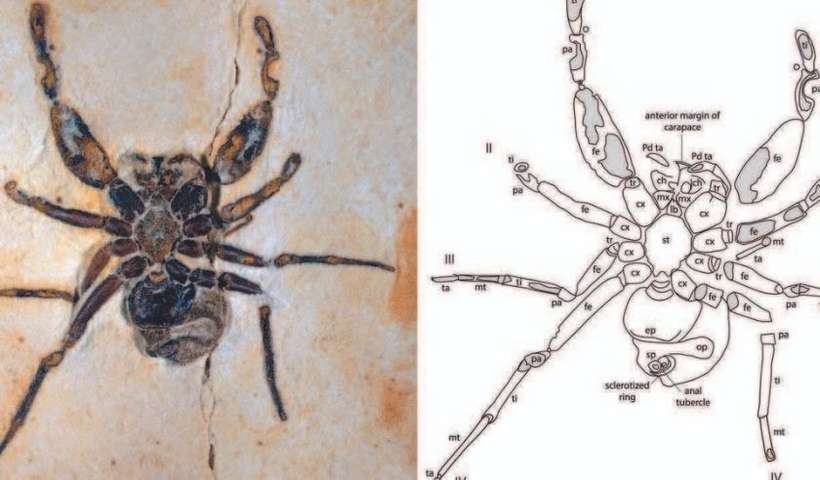 (Aranha fóssil batizada em Homenagem a Pablo Vittar estava nos EUA e retorna ao Brasil. Foto: Journal of Arachnology/Reprodução ) (Aranha fóssil batizada em Homenagem a Pablo Vittar estava nos EUA e retorna ao Brasil. Foto: Journal of Arachnology/Reprodução )