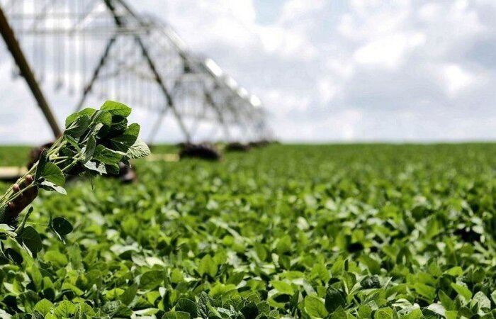 O agronegcio brasileiro  alvo de barreiras sanitrias (Foto: Breno Fortes/CB/D.A Press)