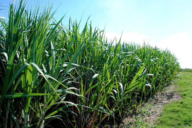 Expectativa  obter o maior nmero de gentipos e aumentar a produtividade dos canaviais (Foto: Paulo Lanzetta/Embrapa)